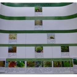 Cartel clasificación de plantas: criptógamas