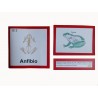 Anfibio anatomía interna
