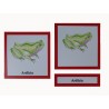 Anfibio 3 partes
